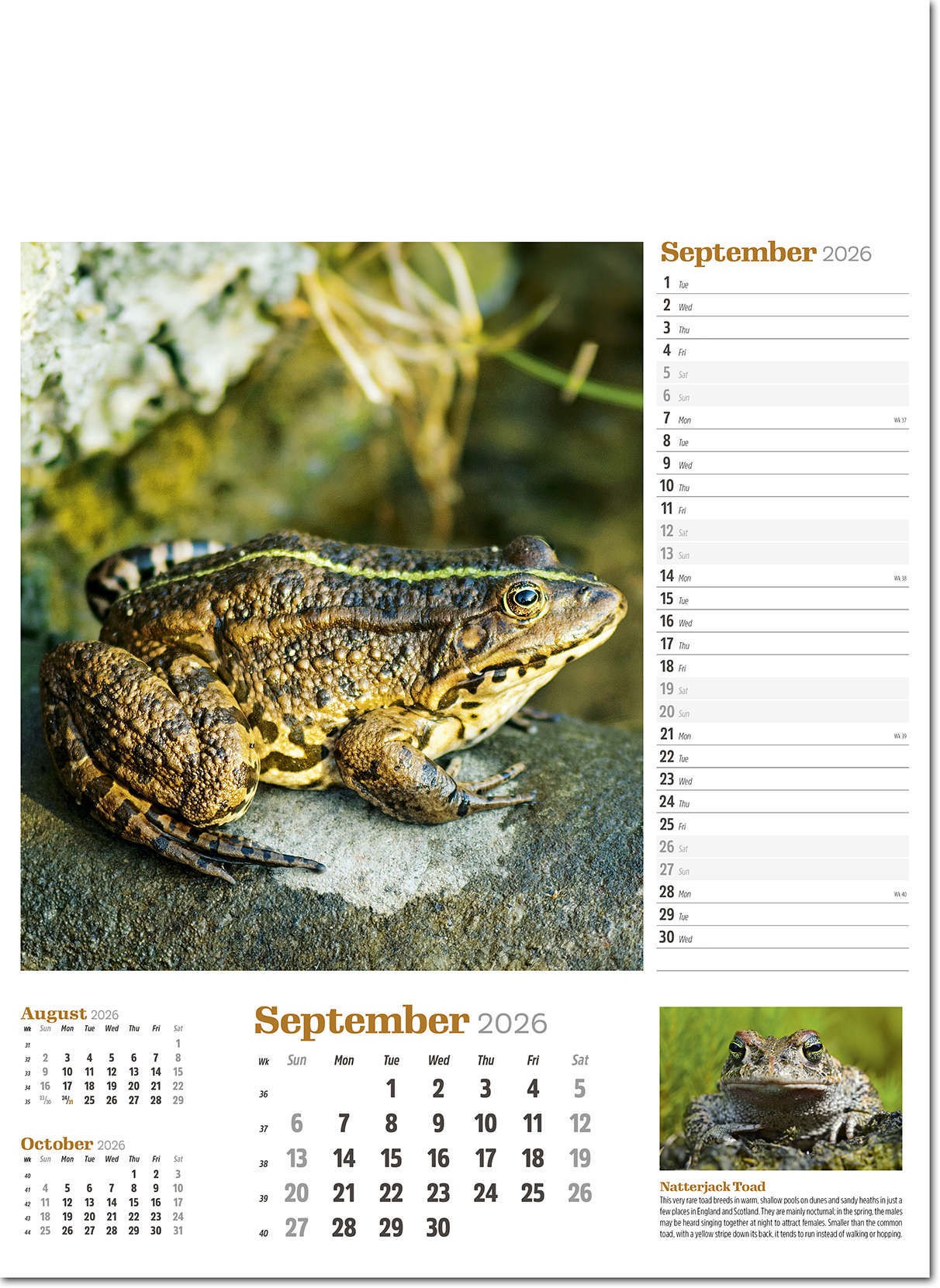 Wildlife in Britain Wall Calendar